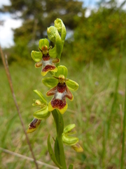 Ophrys insectifera aymoninii