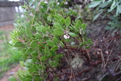 Arctostaphylos densiflora