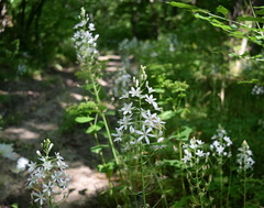 Ornithogalum arcuatum