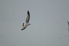 Larus canus