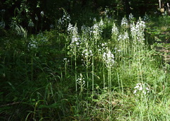 Ornithogalum arcuatum