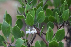Arctostaphylos densiflora