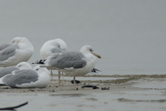 Larus cachinnans