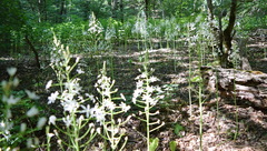 Ornithogalum arcuatum
