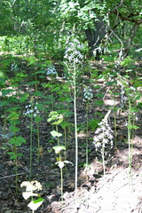 Ornithogalum arcuatum