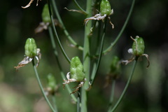 Ornithogalum arcuatum