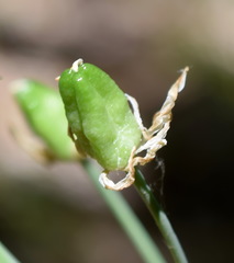 Ornithogalum arcuatum