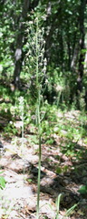 Ornithogalum arcuatum