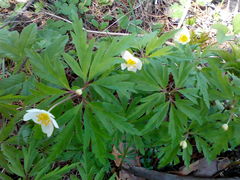 Anemonoides uralensis