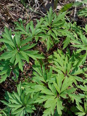 Anemonoides uralensis