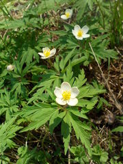 Anemonoides uralensis