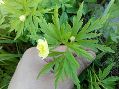 Anemonoides uralensis