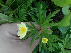 Anemonoides uralensis