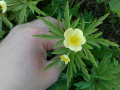 Anemonoides uralensis