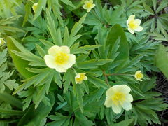 Anemonoides uralensis