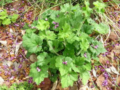 Lunaria