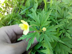 Anemonoides uralensis