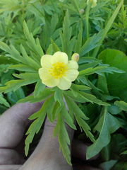 Anemonoides uralensis