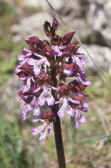 Orchis purpurea
