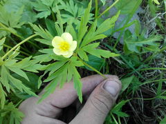 Anemonoides uralensis