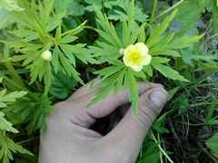 Anemonoides uralensis