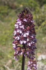 Orchis purpurea