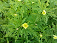 Anemonoides uralensis