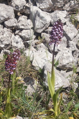 Orchis purpurea
