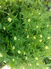 Anemonoides uralensis