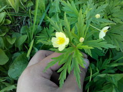 Anemonoides uralensis