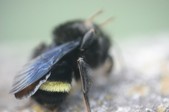 Bombus pauloensis