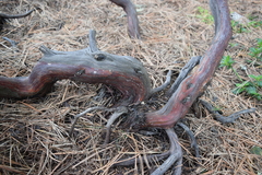 Arctostaphylos densiflora