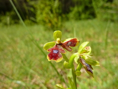 Ophrys insectifera aymoninii