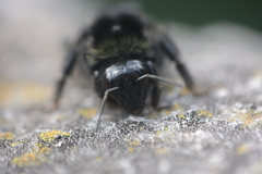 Bombus pauloensis