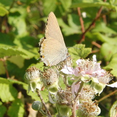 Satyrium esculi