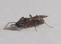 Odontomachus haematodus