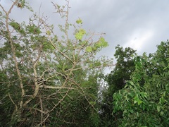 Dichrostachys cinerea