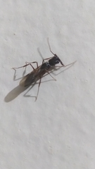 Odontomachus haematodus