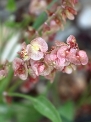 Rumex cyprius
