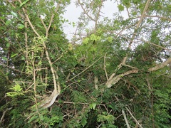 Dichrostachys cinerea