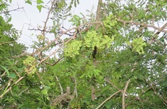 Dichrostachys cinerea