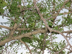 Dichrostachys cinerea