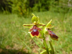 Ophrys insectifera aymoninii