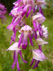 Orchis × bergonii