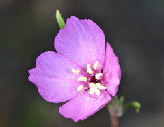 Clarkia gracilis gracilis