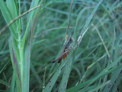 Amblytropidia australis