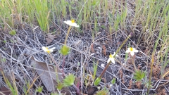 Leptosiphon parviflorus