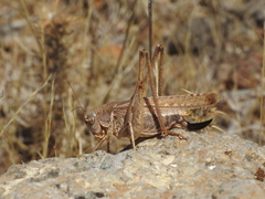 Platycleis falx