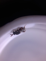 Brachymeria podagrica