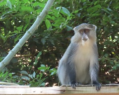 Cercopithecus mitis erythrarchus
